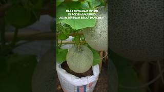 CARA MENANAM MELON DI POLYBAG #melon