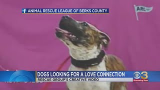 Berks County animal rescue group comes up with creative way to find furever homes