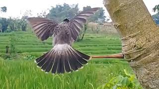 Amazing bird trap!!️kalau tau burung penguasa di sini