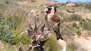 تجربة إطلاق طائر الحسون في الطبيعة حر يلهو و يغرد 😍😱