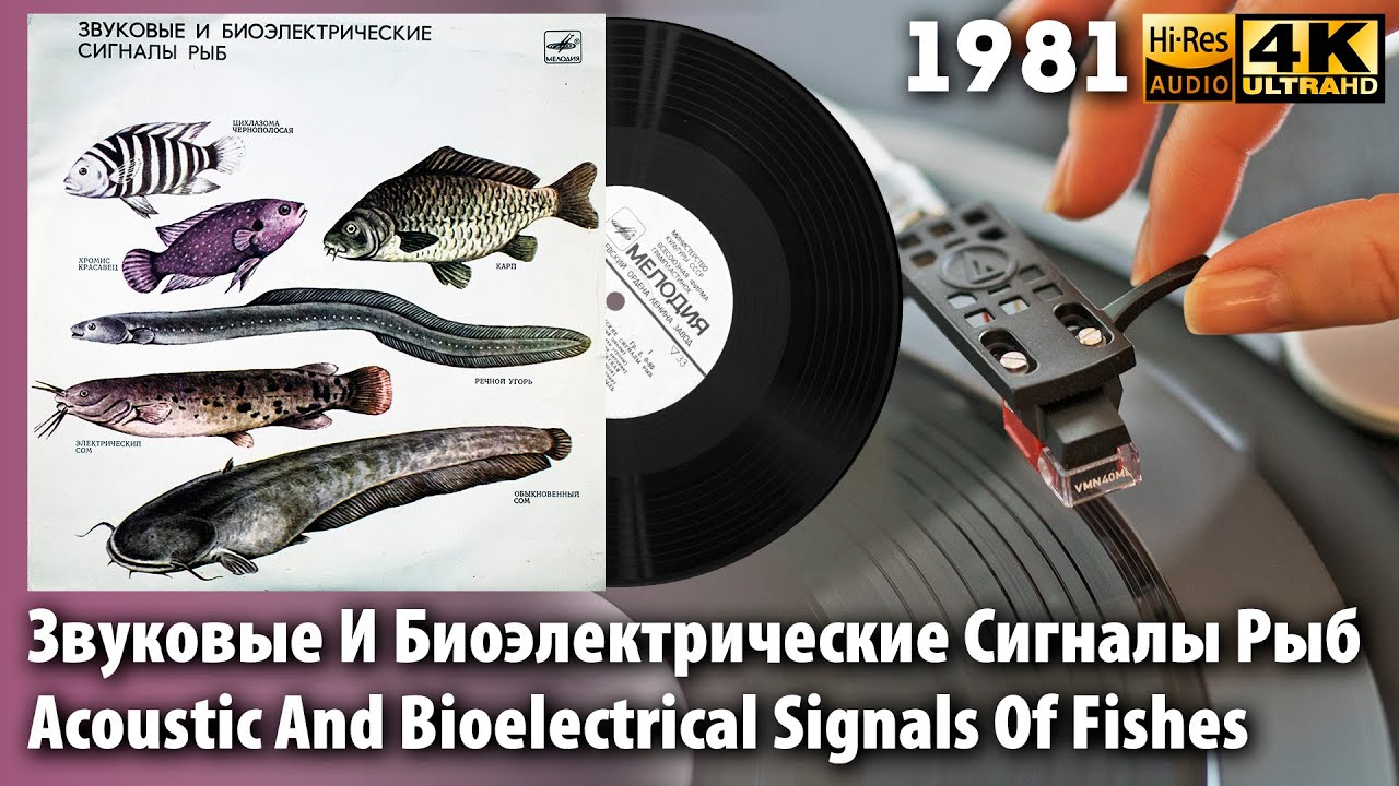 Звуковые И Биоэлектрические Сигналы Рыб / Acoustic And Bioelectrical Signals Of Fishes. Vinyl