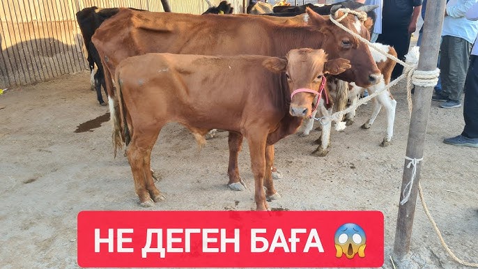 Супер сұлулардың порно фотосуреттері Жалаңаш медбике барлау жасады