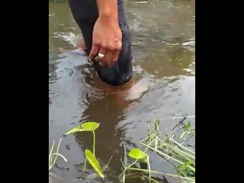 Video: Adakah ikan emas di dalam tasik?