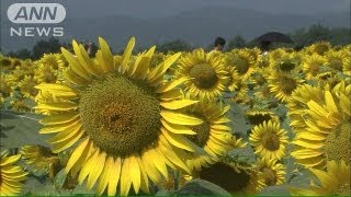 ハート模様が人気！12万本の満開ヒマワリ　山梨（13/08/17）