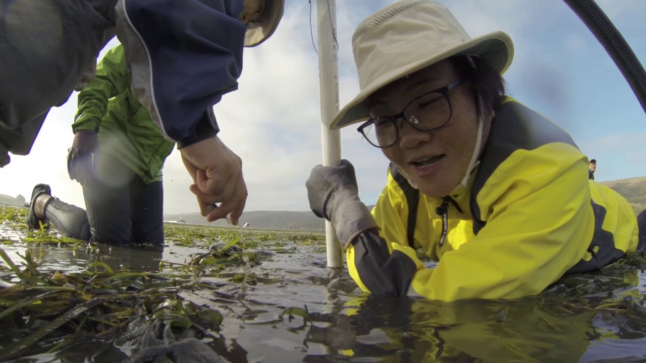 Clamming Tomales Bay 2019 YouTube
