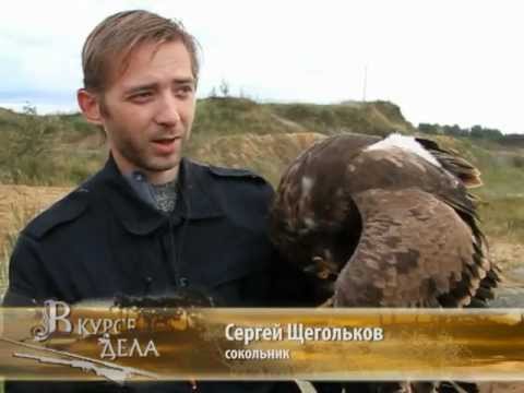 Охота с орлом репортаж телеканала "Охотник и рыболов"