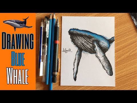 تعليم رسم الحوت الأزرق بأسهل طريقة How To Draw Blue Whale 