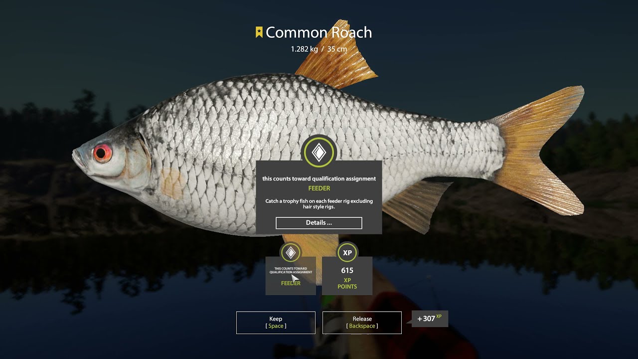 Плотва ладога. Плотва ладога. Плотва в ладожском канале. Плотва на ладоге. Плотва на ладоге.