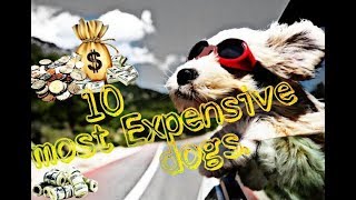 10 most expensive dog breeds.