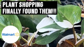 $20 Philodendron White Knight