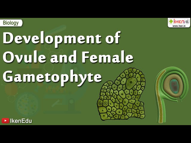 Biology Of Plants | Learn About Ovule and Gametophyte | iKen | iKen Edu | iKen App class=