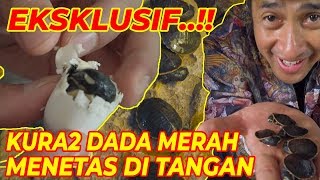 EKSKLUSIF..! KURA-KURA DADA MERAH MENETAS DITANGAN