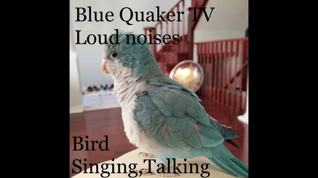 Quaker Parrot TV Sound for your quaker parrot Very loud noises 1