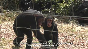 Development of communication in chimpanzees echoes that of human infants
