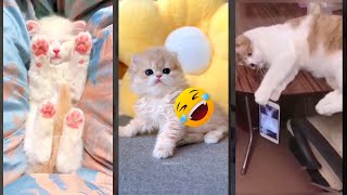 Cute Cats 🐱 Cats Being Cats 🙀 #CuteFunnyCats Part 3281