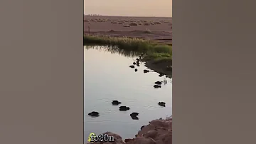 صيد بط شرشير بلبول كرك قميري فري الشمال 