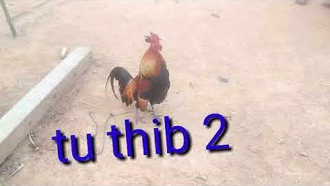 qaib qu tom 1 tom 2 cuab tuaj zoo