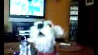 Sadie Watches Cute Puppy Whistle