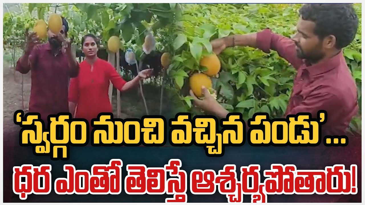 Gac Fruit Cultivation in Ramireddipalli Village at Nandigama Mandal, NTR District | Zee Telugu News