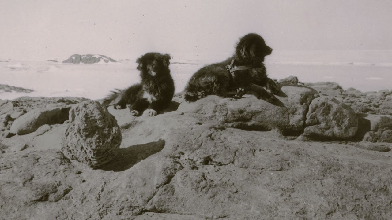 タロジロ 南極で共食い 第3の犬とは なぜ置き去りにされたのか なんだか気になるあんなことやこんなこと