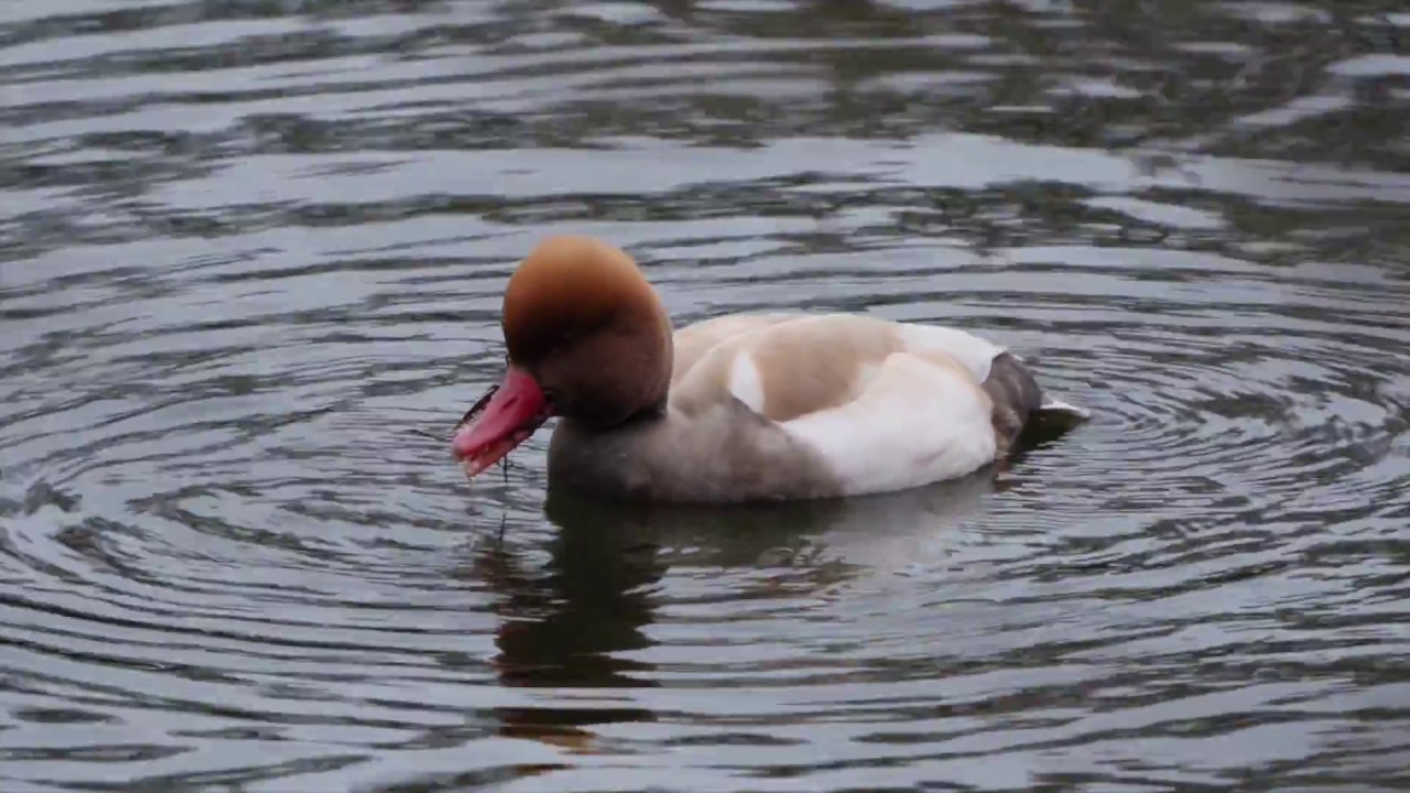 Red-crested Pochard, Newchurch Common, 21st February 2017 