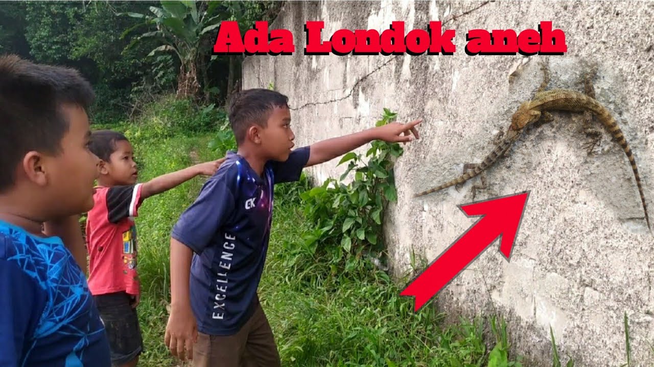 Pertama kali liat londok kanibal | Coeng channel