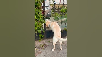 Are Labs or Goldens Friendlier #dog #love #labrador #viral #animals #play #shorts