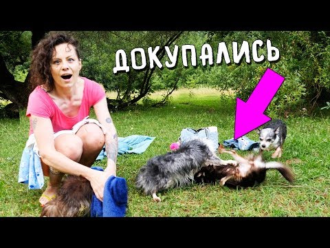 ДРАКА ЮМИ с СОФИ! КУПАЕМСЯ НА РЕЧКЕ СО ВСЕМИ СОБАКАМИ! ЭПИК ВЛОГ Magic Family