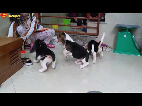 Video: Giống Chó Beagle Ít Gây Dị ứng, Sức Khỏe Và Tuổi Thọ