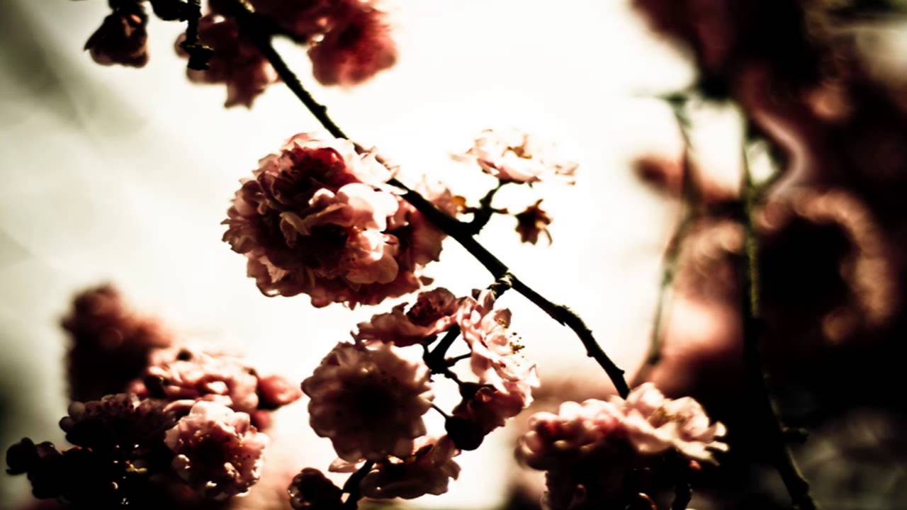 Watch Tom Fahy / Oleanders on YouTube Watch Tom Fahy / Oleanders on YouTube