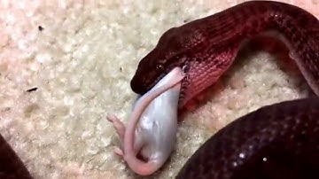 Pygmy (Anthill) python feeding