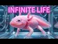 Axolotl Regeneration: The Animal That Can Regrow Its Own Brain