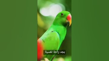 سورة آل عمران من الآية 161:159 #اكسبلور #القرآن_الكريم #تيك_توك #القرآن #القرآن_الكريم