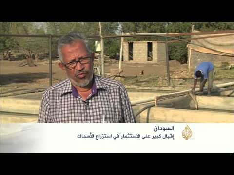 إقبال كبير على الاستزراع السمكي بالسودان