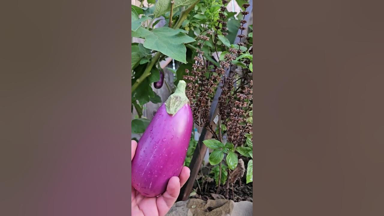 My Biggest Eggplant Harvest to Date, 5 Different Varieties 🤗 DHBG