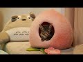 羊毛毡wool felt羊毛毡湿毡Wool felt wet felt粉色桃子猫窝Pink cat house羊毛毡视频教学Wool felt video teachingウールフェルトキャットハウス