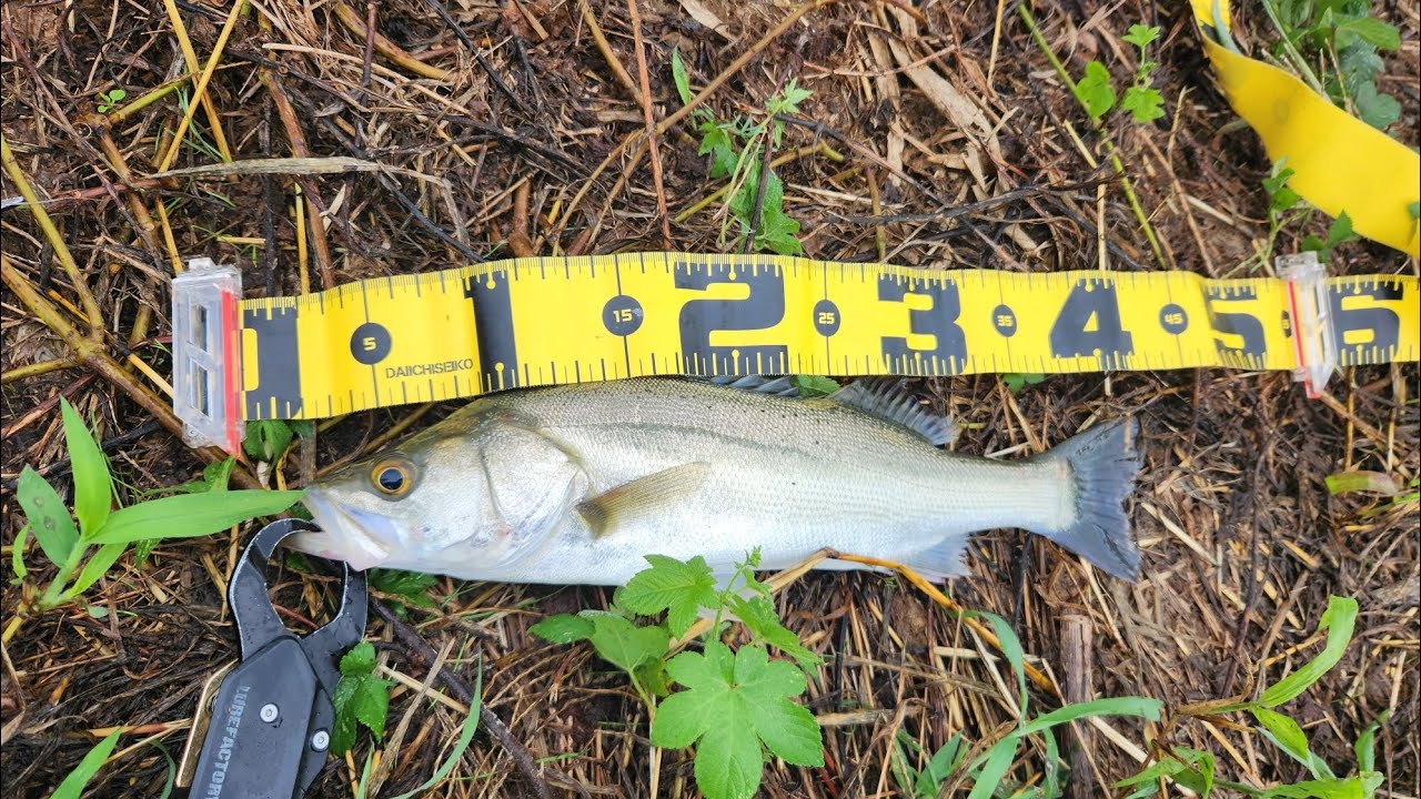 울산 태화강 기수역에서 낮농어를 만나는 방법