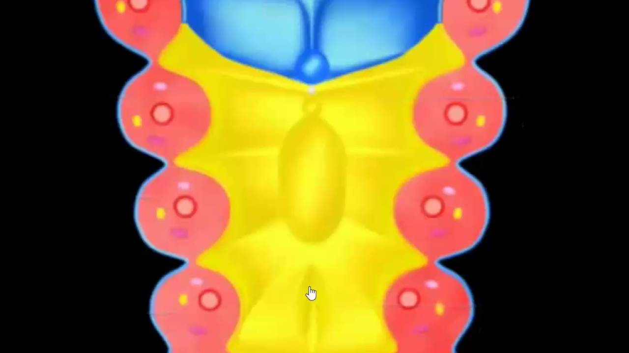 Oral Biology: Embryology Branchial arches, face, Tongue