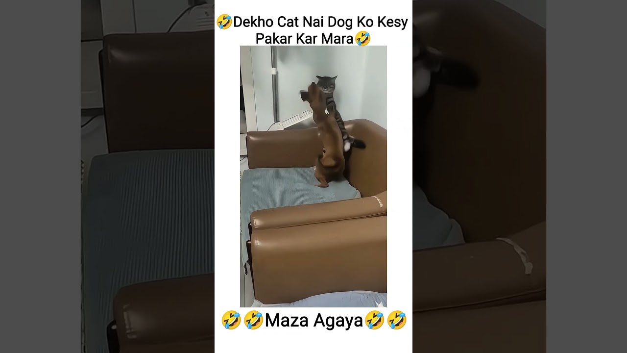 cat and dog fight 👀🤣 | funny dubbing 👀🤣 