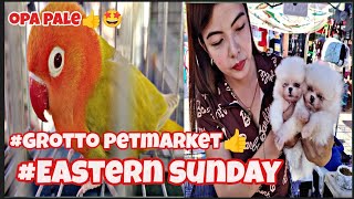#eastern Sunday#grotto petmarket #green opa pale ni boss pjhay#mga Pomeranian ni mam Jade#ate rose👍😁 by jake ajusi 2,022 views 1 month ago 40 minutes