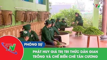 Phát huy giá trị tri thức dân gian trồng và chế biến chè Tân Cương