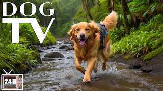Dog TV: Virtual Dog Walk in the Forest  Relaxing Music for Dogs & 24/7 TV and Music Playlist!