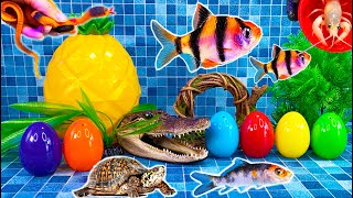 Surprise Eggs, lobster, snake, koi, cichlid, betta fish, frog, turtle, parrot fish, butterfly fish