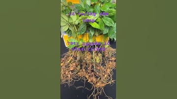 18 củ sâm rừng chuẩn gen nặng 1kg. Zá 79tr bao test gen #samngoclinhrung #sâm_ngọc_linh_rừng