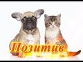 Самые смешные кошки собаки Fanny animals Создай себе хорошее настроение