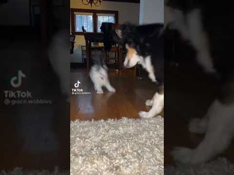 الضحك مع القطط ميمز قطط2021 لما تكون خايف وتحاول تدافع عن نفسك