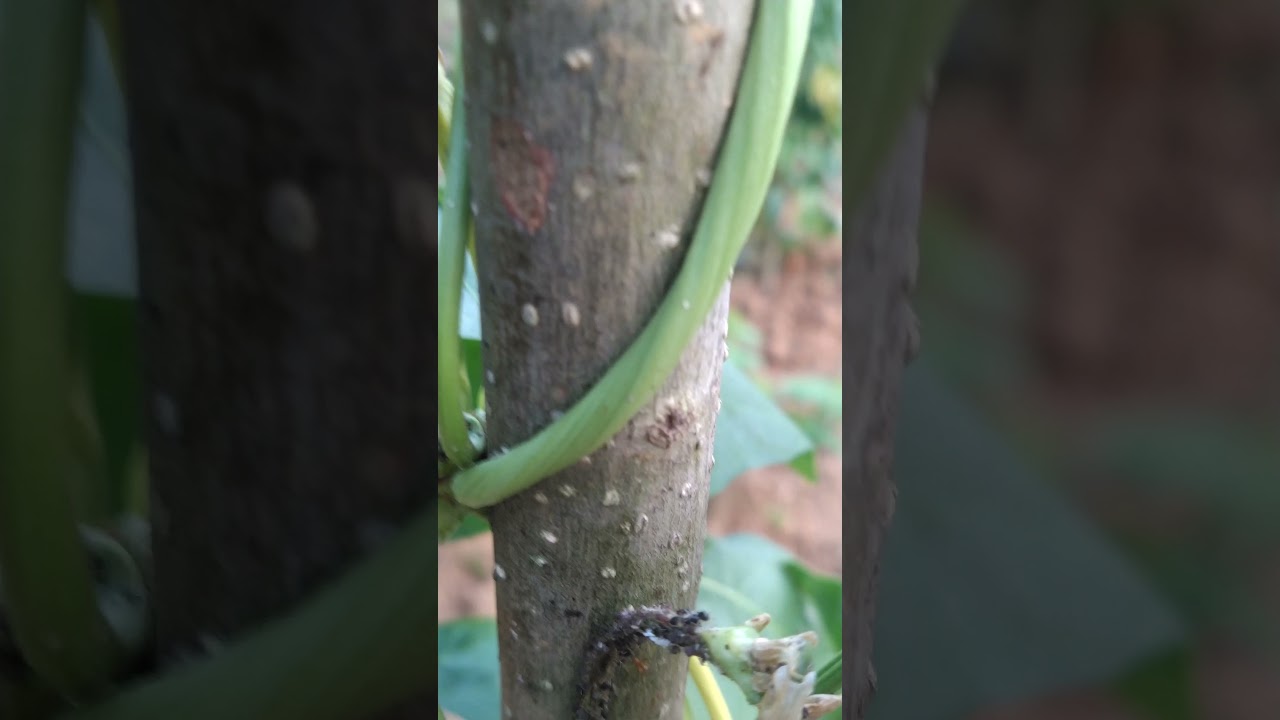 Black aphids infestation on pisum sativum