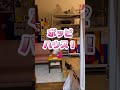 驚愕の賢さ‼土鳩は「ハウス」が出来る‼名前も覚える‼ポッピ♪パル♪テオ♪2024/8/9#鳩 #野鳥保護 #害鳥と差別されているカラスや鳩の魅力を伝える #カラスや鳩の魅力を伝える#鳩