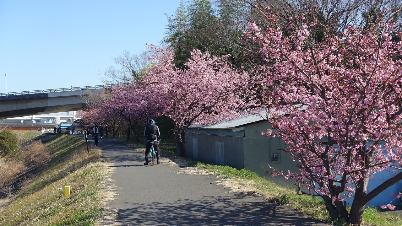 【Full HD】港北区鶴見川小机土手の河津桜