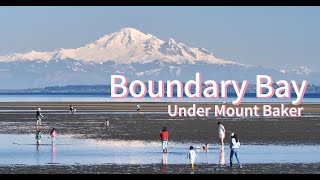 Boundary Bay in 2024 Spring, with a perfect background of Mount Baker